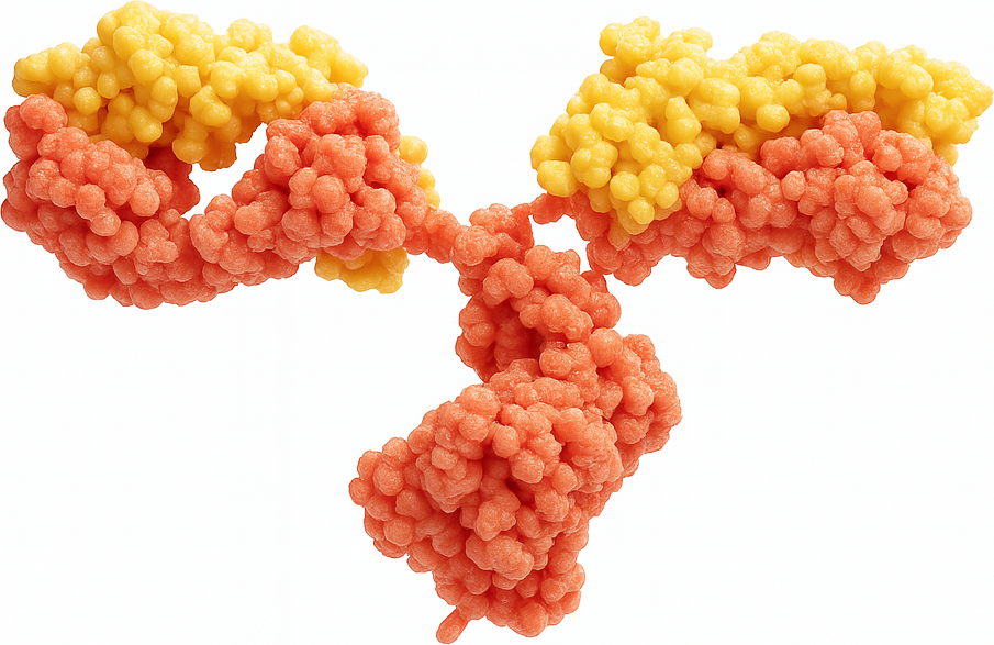 Antibody structure