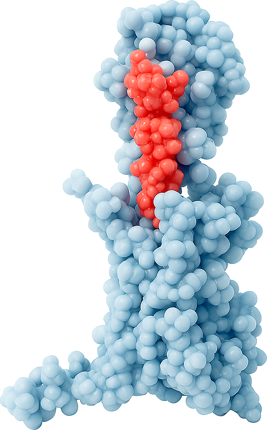 Protein structure with binding site highlighted